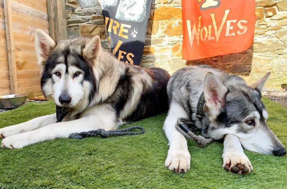 Direwolves Northern Ireland